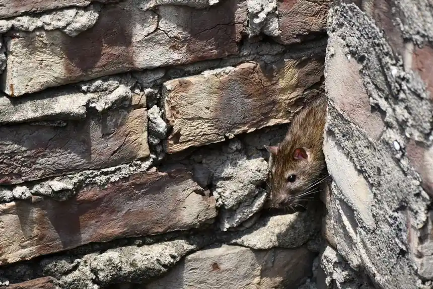 Residential Rat Control