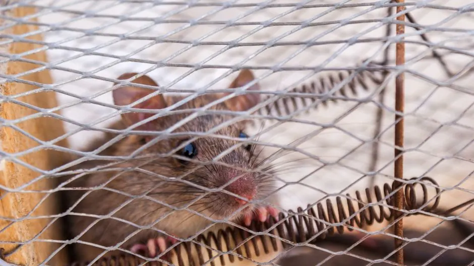 Emergency Rat Control