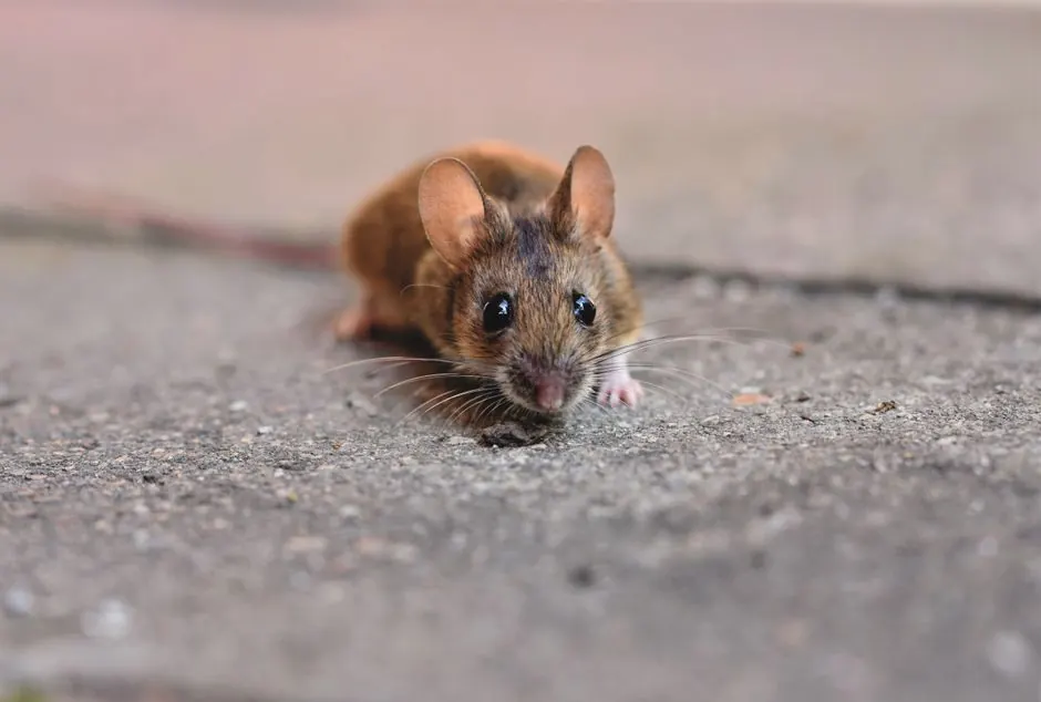 Commercial Rat Control