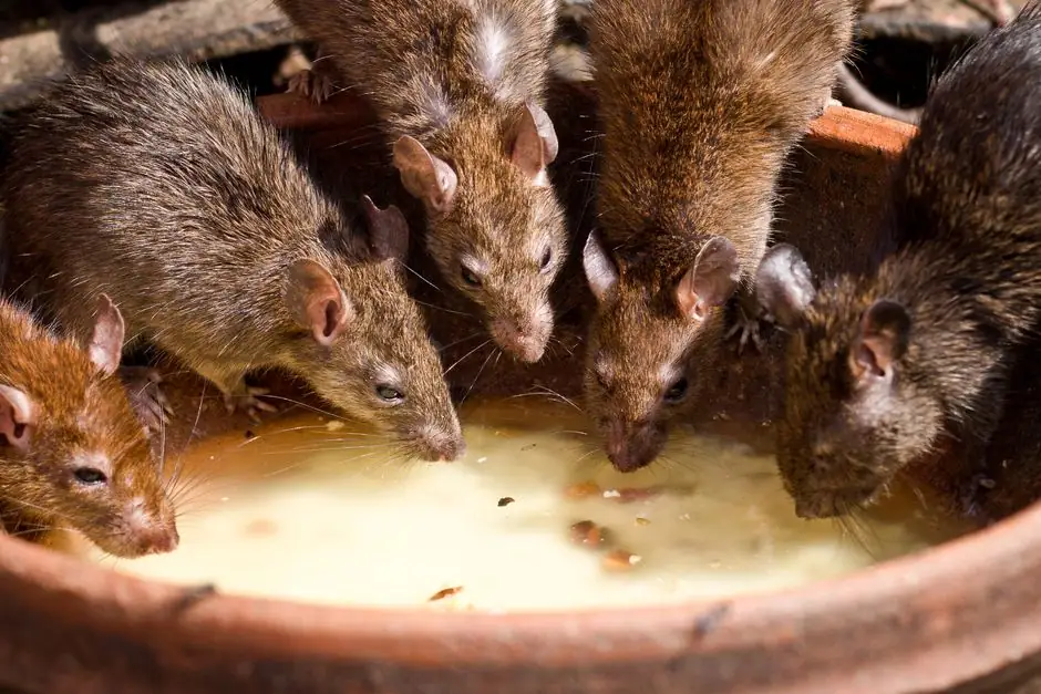 Rat Removal