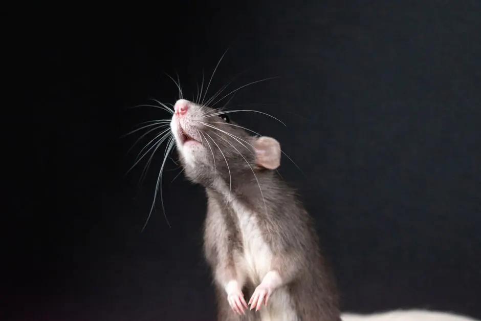Benefits of Norway rat control
