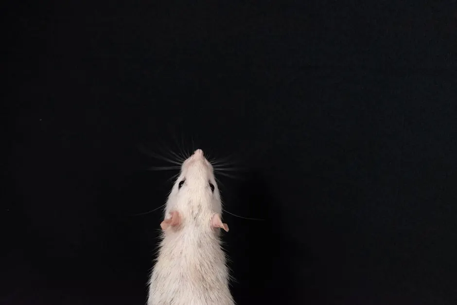 Benefits of professional rat removal