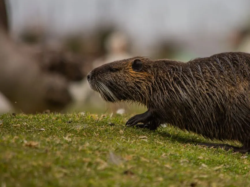 Benefits of rat inspection in Oregon
