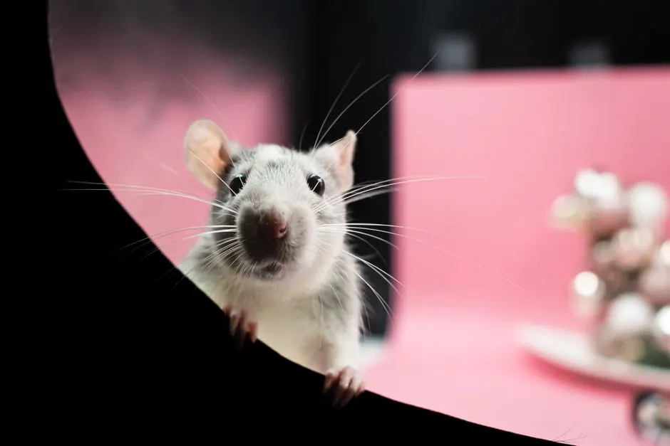 Benefits of residential rat control