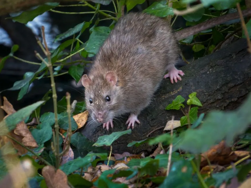 Norway Rat Control