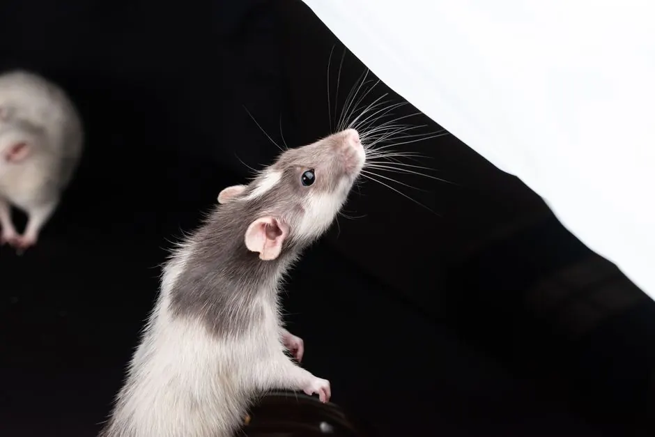 Close-up of a curious rat against a dark background, showcasing its whiskers.