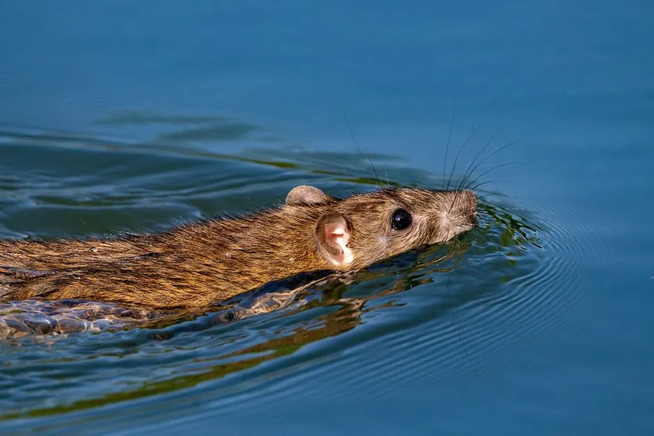 Residential rat control 