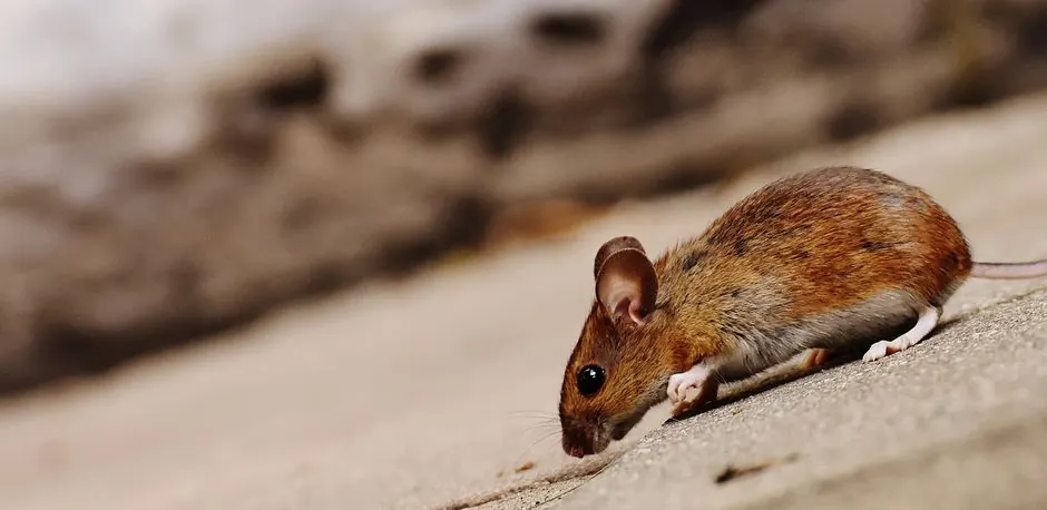 Commercial rat control 