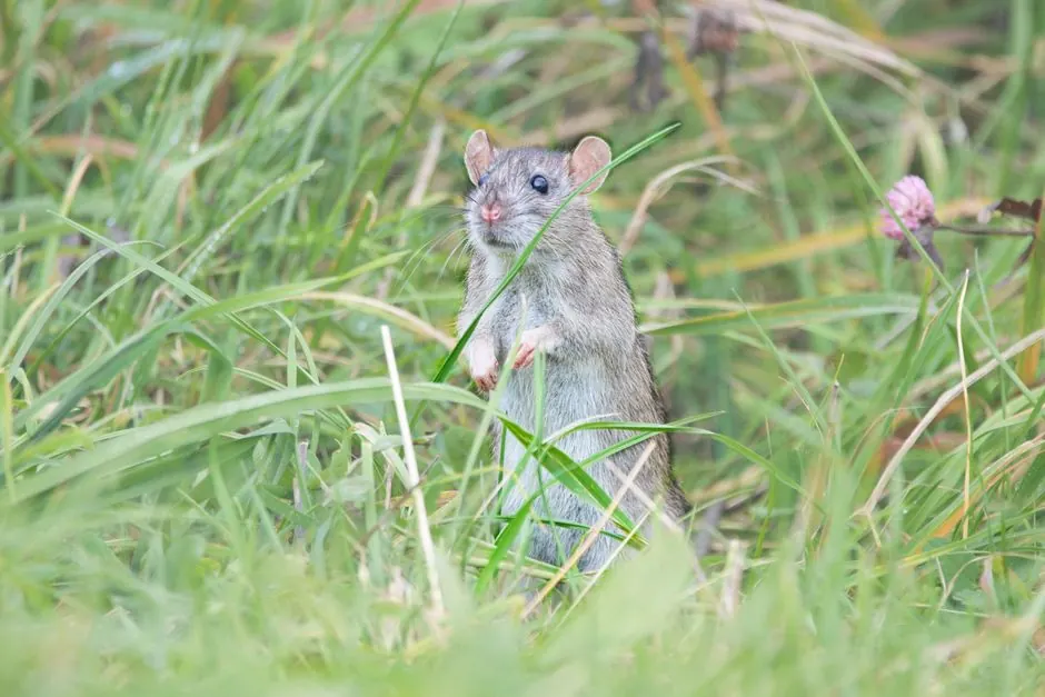 Commercial rat control 