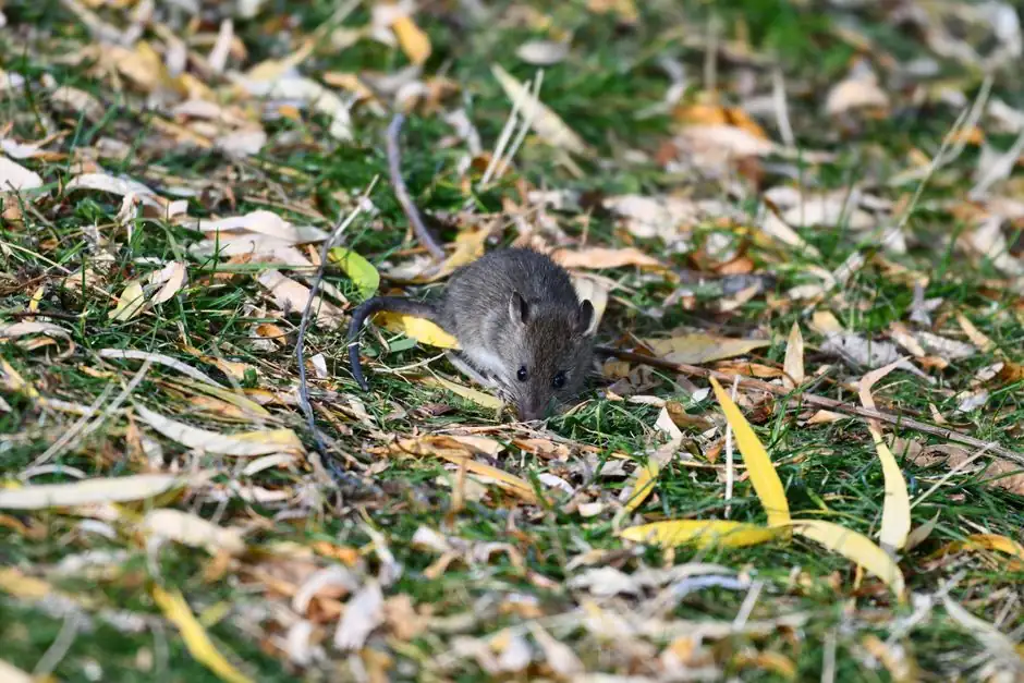 Residential rat control 