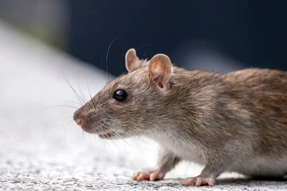 Residential rat control 