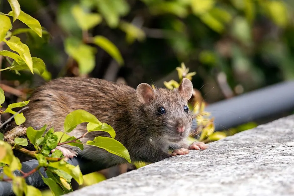 Roof Rat Control