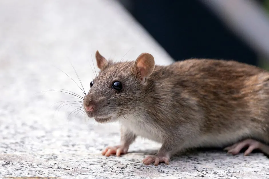 Commercial rat control 