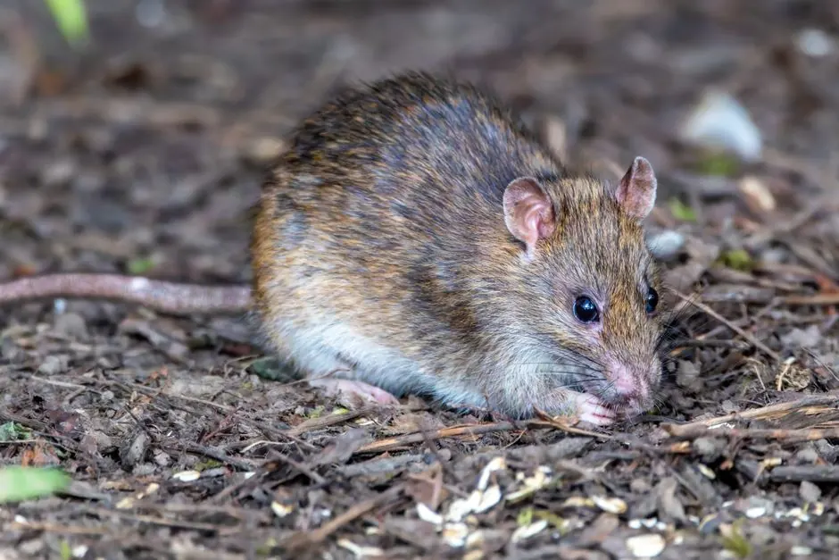 Rat Extermination