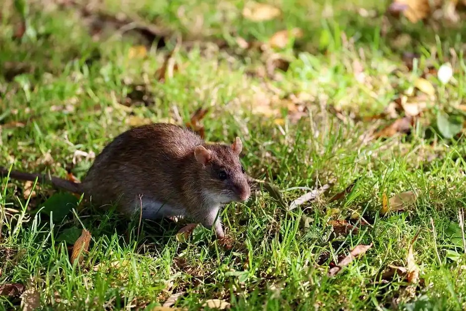 Commercial rat control 