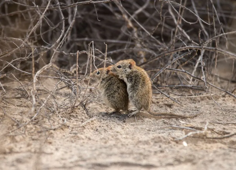 Commercial rat control 