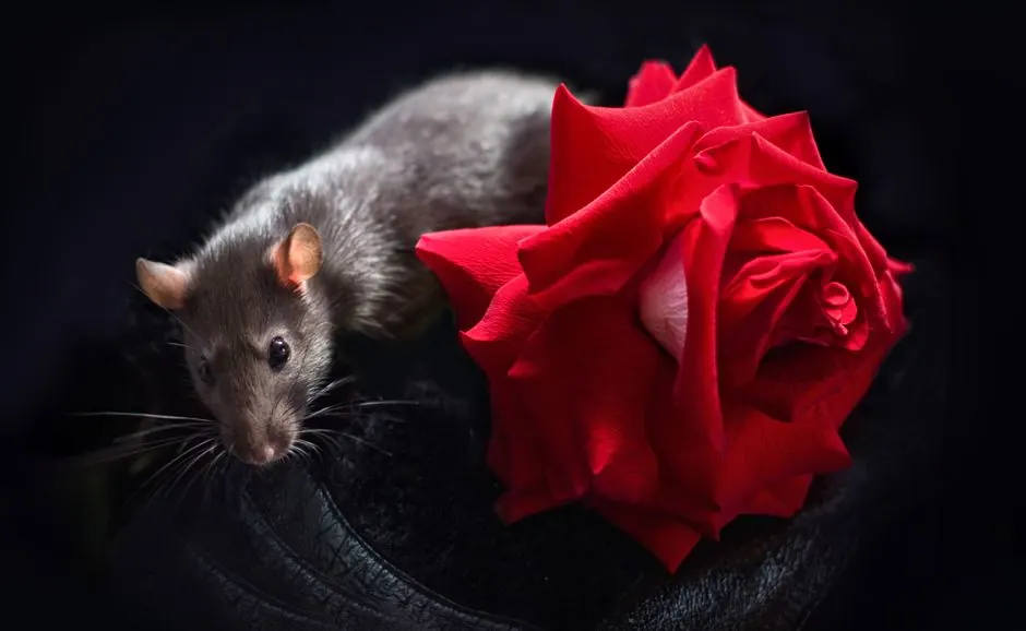 Residential rat control 