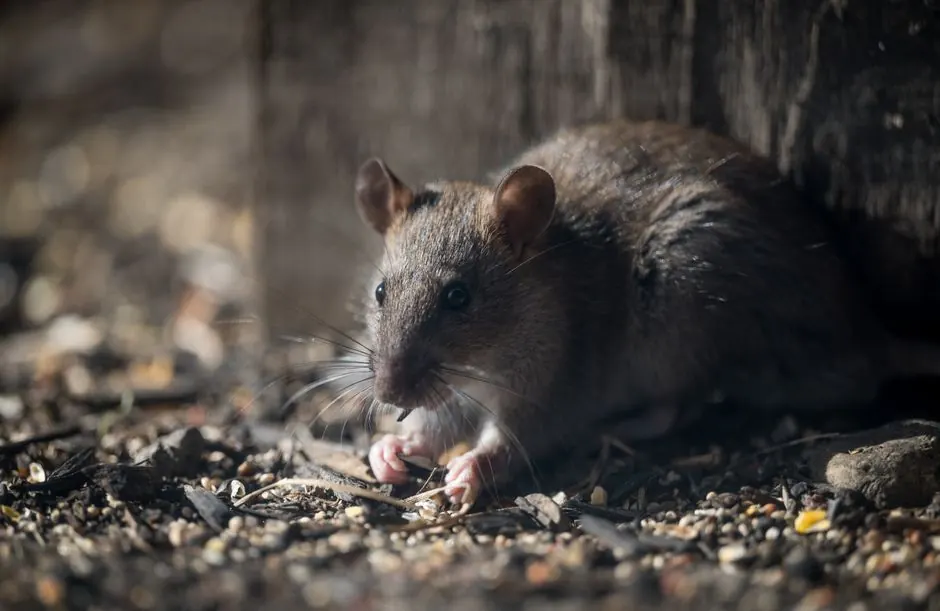 Residential rat control 