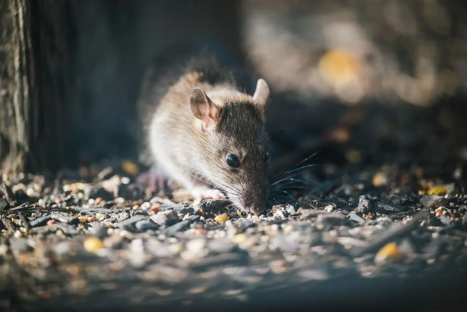 Our expertise in rat inspection