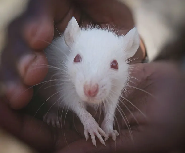 Commercial rat control 