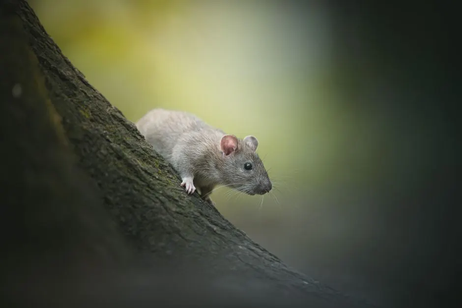 Residential rat control 