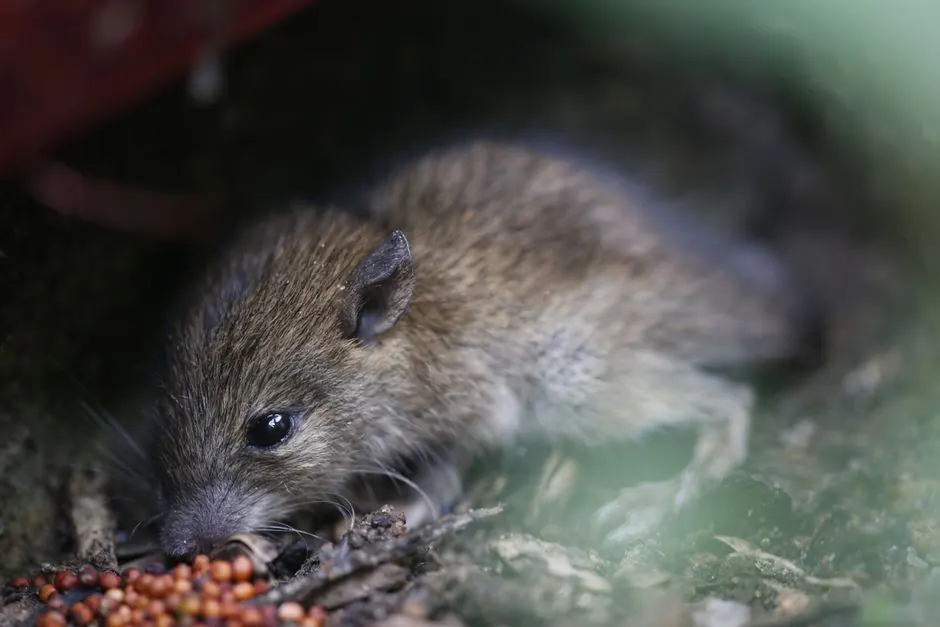 Residential rat control 