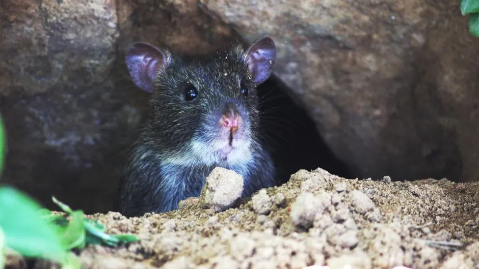 Residential rat control 