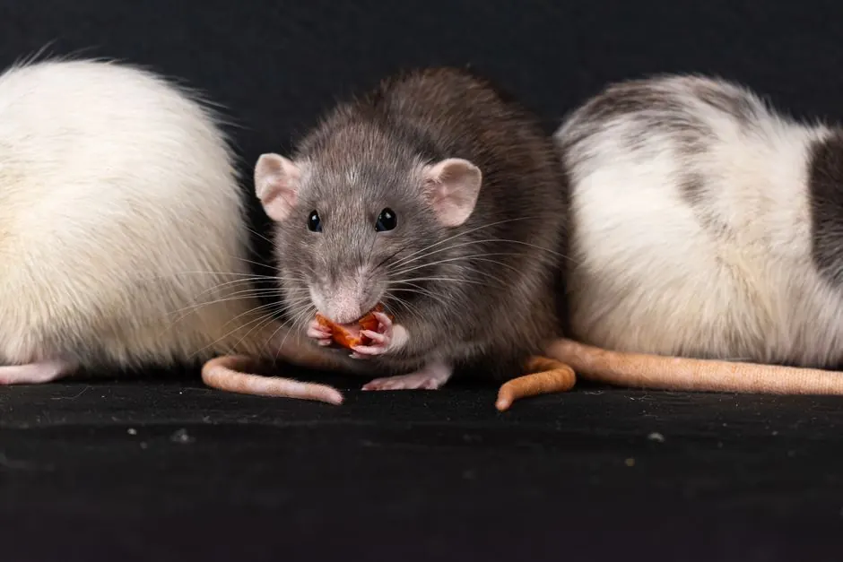 Rat Inspection