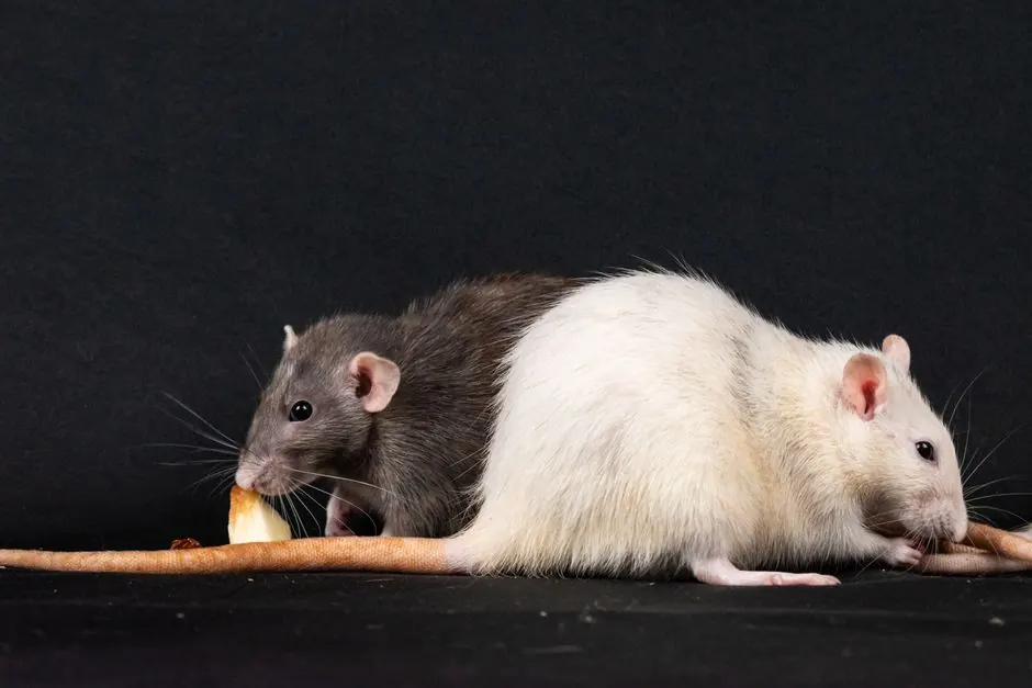 Rat Control