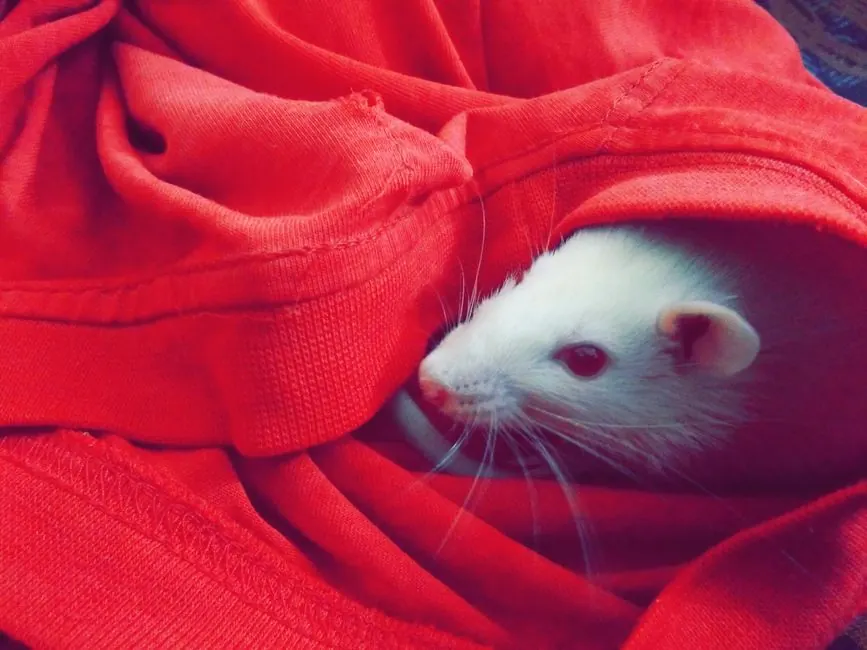 Why choose our rat extermination expertise